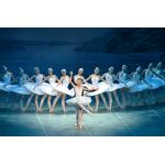 15-11-2017 - franzgrosse - StPetersburgFestivalBallet - Swan.jpg
